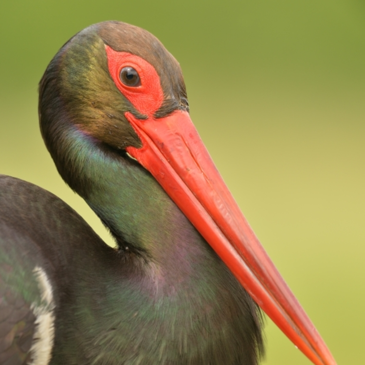 Cigogne noire